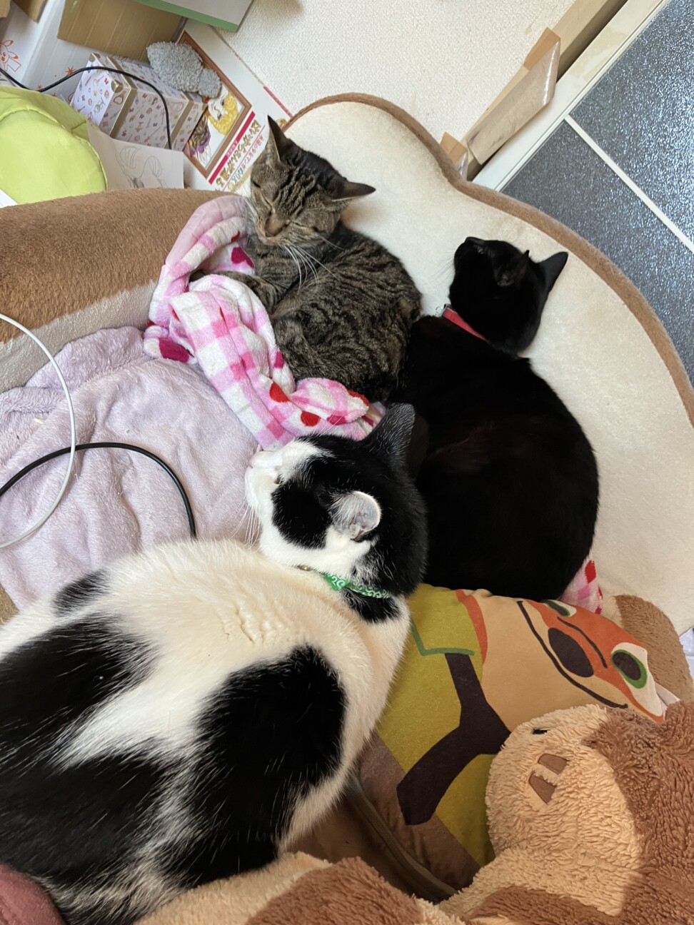 杏子、睦月、ファントム