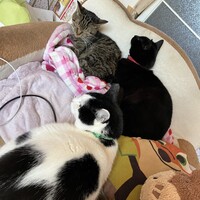 杏子、睦月、ファントム