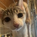 前髪が可愛い眠そうなお顔のサバ白くん