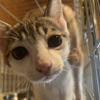 前髪が可愛い眠そうなお顔のサバ白くん