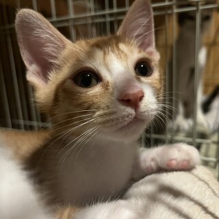 おっとり可愛い茶トラ白くん