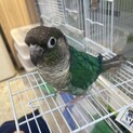 里親さん募集〜ウロコインコちゃん〜
