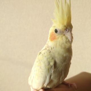 里親が決まりました