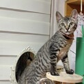 人も猫も大好き♡甘えん坊ボーイ
