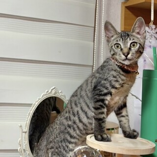 人も猫も大好き♡甘えん坊ボーイ