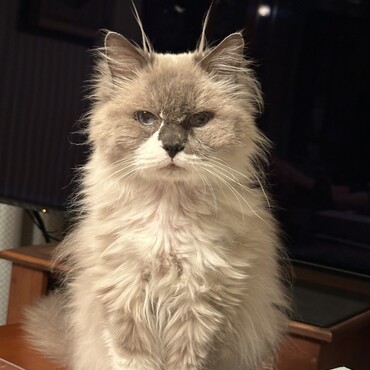 おじいさん猫、なぜか最近、ツノのような長毛が2房!