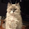 おじいさん猫、なぜか最近、ツノのような長毛が2房!