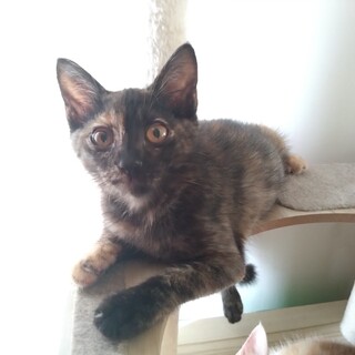 一時停止中　賢い、サビ猫さん