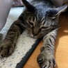 キジネコのろ