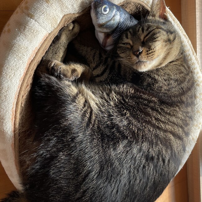 キジネコのろのカバー写真