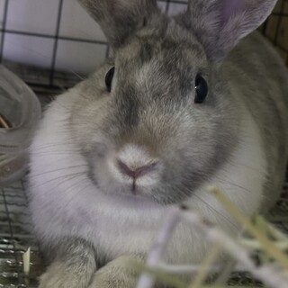 メス　マダラ模様の優しい子