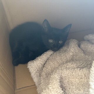 元気な黒猫ちゃんです！