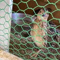 うずら雄3ヶ月