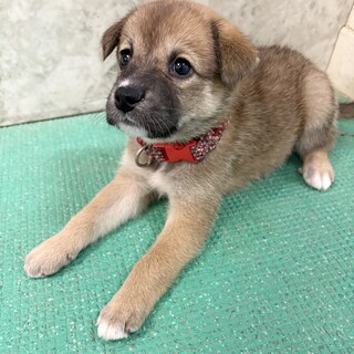 「生後1ヶ月半　メス」可愛いお顔の女のコ