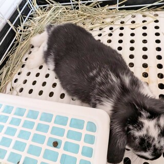 うさちゃん2匹(女の子)