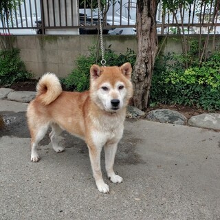 繫殖引退犬.。標準規格外犬
