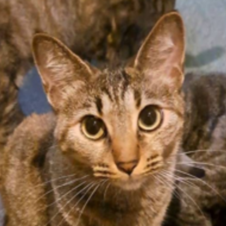 【2歳半♀多摩市】かまってちゃん♪多頭飼育家庭より