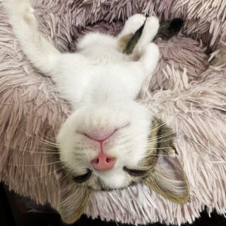 よく人慣れしたタロちゃん