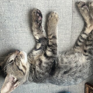 寂しがりや甘えん坊の子猫