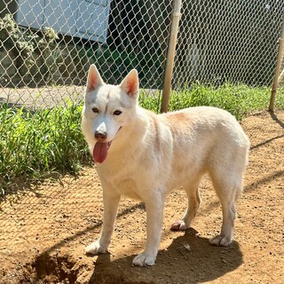 穏やかで優しいです