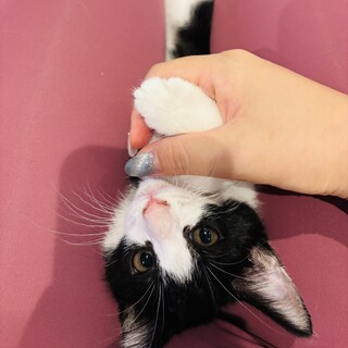 【11/16三田】幸せを運ぶ仲良し兄弟ビオラ