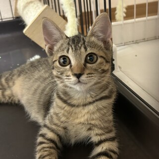 【9/7浜松町】とびきり可愛い美猫さん！甘えん坊