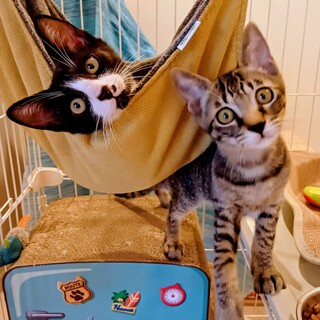 【10/5三田】初心者にオススメ！飼いやすいペア