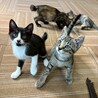 【10/5三田】初心者にオススメ！飼いやすいペア サムネイル7