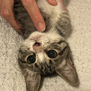 とても甘えん坊で人懐っこい2ヶ月の女の子です