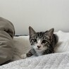 あざらしねこ
