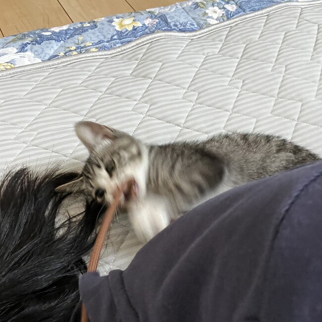 あざらしねこのカバー写真