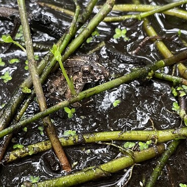 残暑見舞いケロ　芋虫にセリ食われて丸坊主…暑いケロ