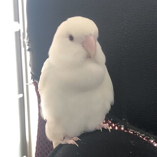 真っ白おてんば娘のふゆちゃん