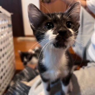 決定☆『うるふ』人好きで膝乗り猫さん