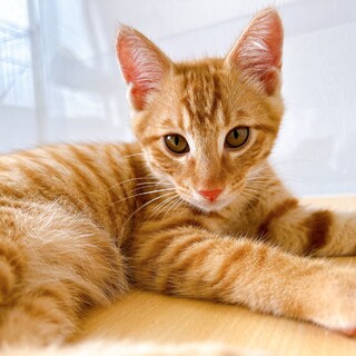 おっとり系茶トラ男子　能登♂