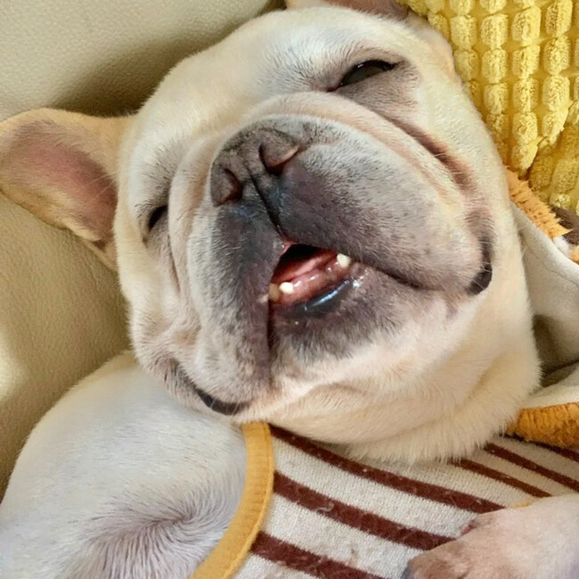 もちこげたのカバー写真