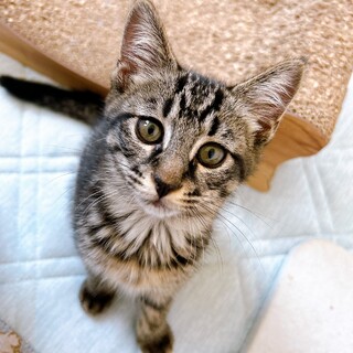 おてんばな黒キジ女子　掖玖（やく）♀