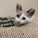 とっても元気なイケニャンくん。