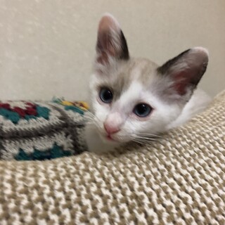 とっても元気なイケニャンくん。