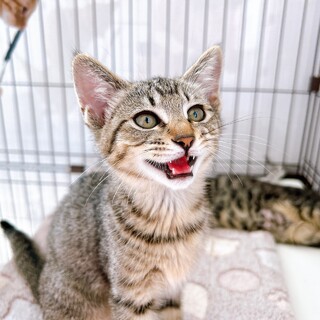 小さな身体の元気っ子　加賀♀