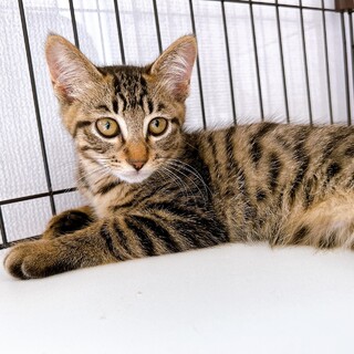 慎重派の控えめ女子　紀伊♀