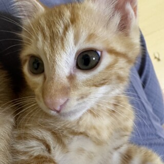 可愛い茶トラちゃん