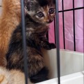 可愛いサビちゃん