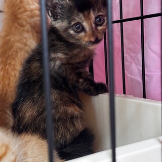 可愛いサビちゃん