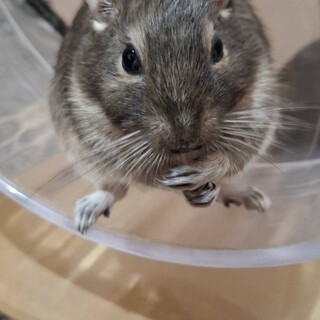 里親募集中　デグーマウス二匹(メス)
