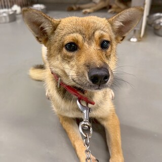 【相談中】小柄な女の子　みどりちゃん　1歳