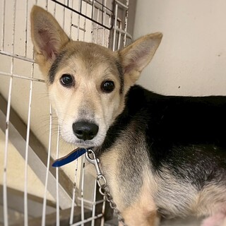 伸びしろたっぷり！　からしくん　7-8ヶ月