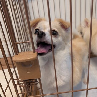 たれ耳が可愛い♡若くて元気なひよこ豆ちゃん