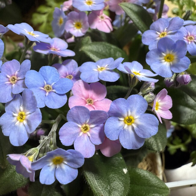 学生愛護団体ワンニャンピースマイルのカバー写真