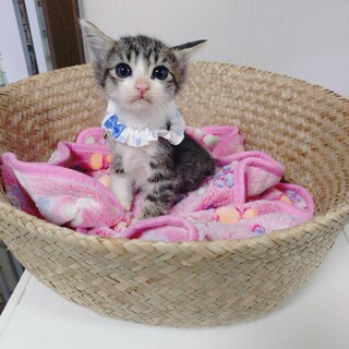 キジトラくん(生後約2ヶ月)